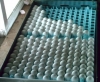 Hatching-a-fertile-parrot-BIRD-eggs-for-sale-hatching-ratio-1-1