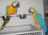 Two-Home-Raised-Blue-And-Gold-Macaws-For-Sale